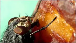 Hungry House-fly - Super Macro