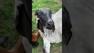 Franklin the Bull