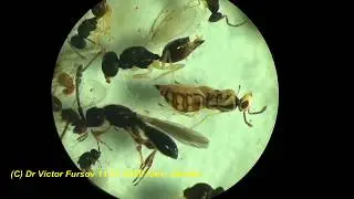 Unique Parasitoids of Insects - Chalcidoidea, Platygasteroidea, Cynipoidea (Hymenoptera) in DR Congo