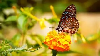 BEAUTIFUL BUTTERFLY WHATSAPP STATUS 🦋🦋🦋🦋🦋