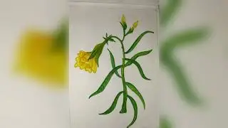 peela kaner