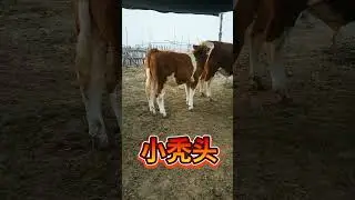cowboy bebop|cowboy bebop netflix|Mother and baby Cow |cow farms |Shorts feeds