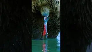 Bear&rsquo;s Smart Hunting Strategy Explained | ভাল্লুক কেন শুধু সেলমন মাছ শিকার করে? | Max Shamim BD