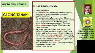 Makro Fauna Tanah dan Cacing Tanah