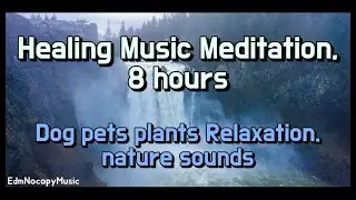 Healing Music Meditation, therapy, sleep, Dog, plants Relaxation, nature sounds