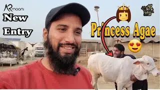 Animals And Palae Service(Limited Slots) Available For Bakra Eid 2024 | AR Maani