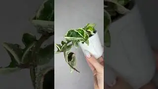 Хойя Компакта💚🤍 #обзоррастений