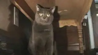 Max the cat hates me