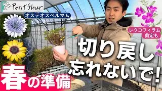 【忘れないで】オステオの切り戻しとレウコフィラムの剪定！2月までにはやりましょう！