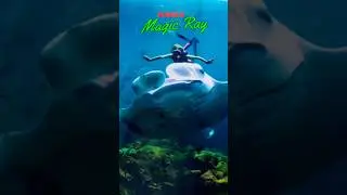 The Magic Manta Ray Revealed #shorts #ytshorts