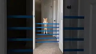 How High Can This Cat Jump? 🐱💨