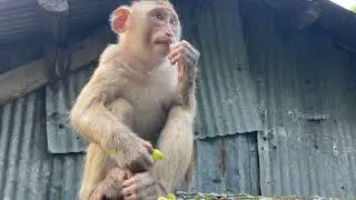 daily life of macague monkey  | adorable monkeys