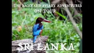 Backyard Aviary Adventures on tour - Sri Lanka