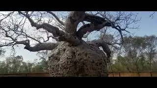 Beehive in famous prison bottle tree in Derby Western Australia