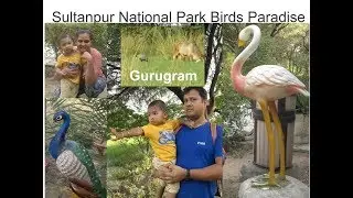 Sultanpur National Park Bird Sanctuary