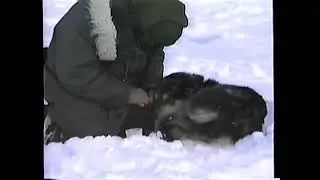 Flgiht Over 1987 Iditarod in a Piper Family Cruiser