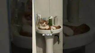 5 причин, почему кошки следуют за вами 👀