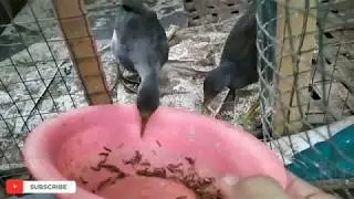 Menu burung Mandar sehari-hari