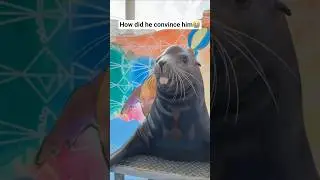 Viral trends by Sea Lion #viral #seal #sealion #funny #trending #wildlife #photography