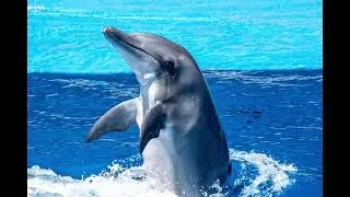 Dolphin sound effect, dolphin sounds - noises, real nature sounds, dolphin talking, free download.