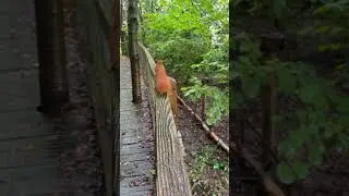 Red Squirrel