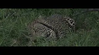 Tavangumi Male Leopard (2022)