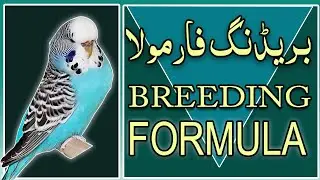 birds breeding formula for best breed 2021.  Video No 488