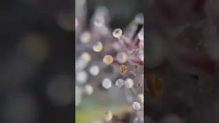 First Plant Ready? 👀 Trichomes check