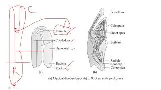Plant Embryology: Embryo: Structure, Development & types (SYBSc BO 241 Plant Anatomy & Embryology)