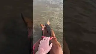 #brazil #horse #horses #horseriding #pantanal #wildlife #natural #adventure #horselover #horsepower