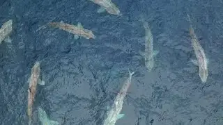 Secrets of the Basking Shark