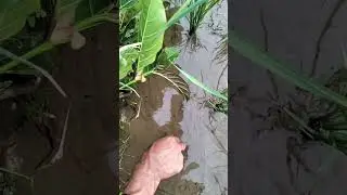 Keseruan mancing belut pake alat tradisional.