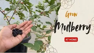Easy way to Grow Mulberry