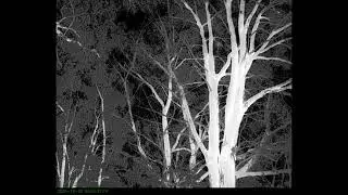 Fixed thermal cameras for detection of fauna in tree canopies, December 2025