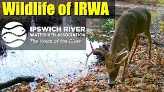 Fall Wildlife of the Ipswich River Watershed Association