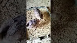 Peacock Chicks Feeding Time #shorts #peacock