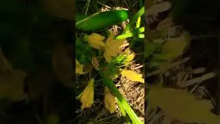 Baby cucumbers 🥒