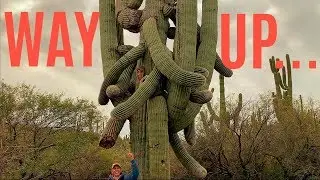 🌵  HIKING TRAILS IN CAVE CREEK, ARIZONA - JEWEL OF THE CREEK - WELCOME TO ARIZONA