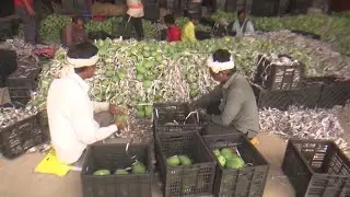Mango Farmers Pulp Industries || Pulp industries that have not paid their dues - Mango farmers in...