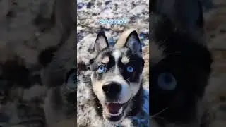 Beautiful Blue Puppy Eyes | Pomsky Puppy Husky Mix | TikTok #shorts