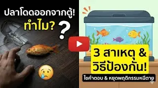 ทำไมปลาถึงยอมตาย? เบื้องหลังการ 
