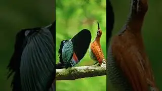 BEAUTIFUL DANCING BIRDS | BIRDS DANCING | BIRDS | BIRDS YOU HAVE NEVER SEEN BEFORE