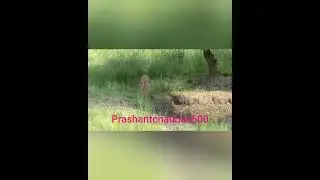 Tiger sighting In Ramnagar #tiger #animals #bigcat #lion #wildlife #viralvideo #ytshortsindia