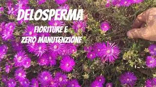 Prato Alternativo con Delosperma: Fioriture e Zero Manutenzione
