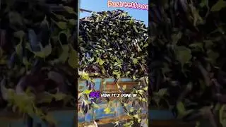 Eggplant Skins to Dish ✨🍆