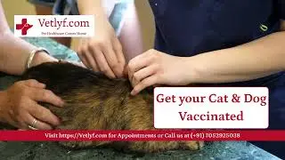 Pet Vaccination at Vetlyf.com