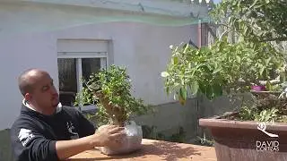 &Aacute;rboles a ra&iacute;z desnuda