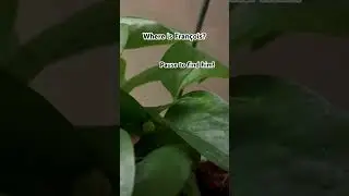 Like and subscribe! He is really sneaky! #tinyfrog #fran&ccedil;ois #tomatofrog