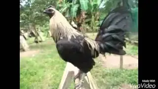 Top Strong Gamefowl Breeds