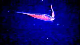 Cephalopod video: Taonius pavo